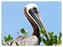 voir la page Pelican brun oiseaux de Guadeloupe